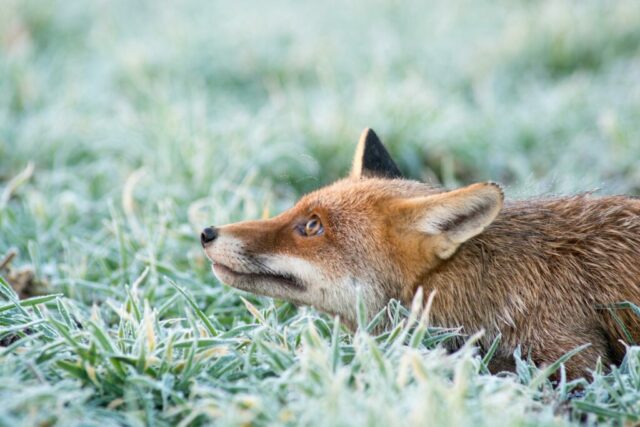 20×30-renard1