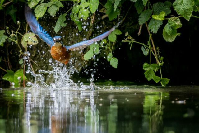 30×20-plongeon martin pecheur