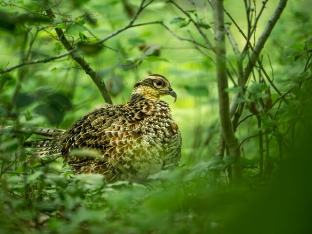 AIraines-AMiens-Ecureuils-poussins-canetons-mai24-207