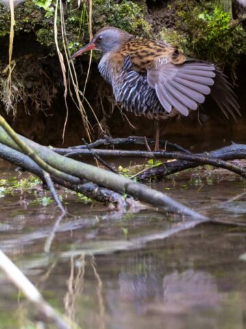 AIraines-Stage animalier-22dec25-300mm-29