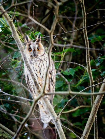 AIraines-Stage animalier-22dec25-300mm-93