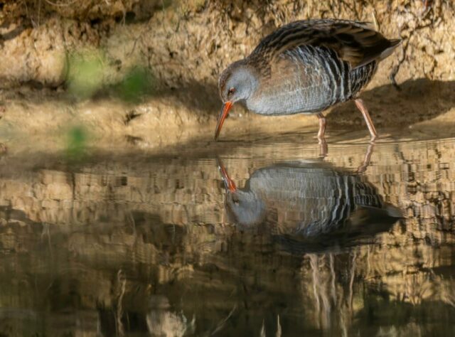 AIraines-oiseaux-4fev26-28