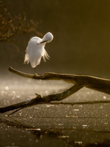 Airaines-Etang-Grande aigrette-13nov22-19
