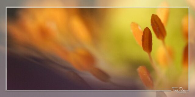 DROUVIN-Photo CREATIF10