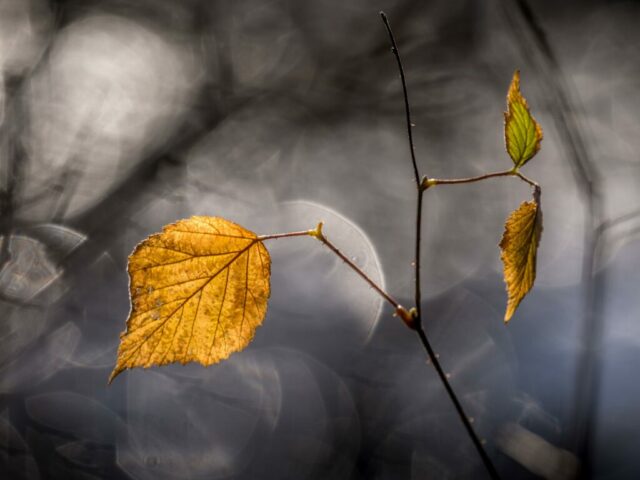 DROUVIN-Photo CREATIF11