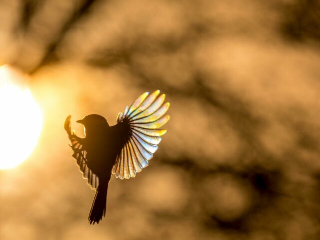 DROUVIN-Photo CREATIF22