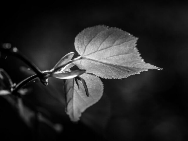 DROUVIN-Photo CREATIF31