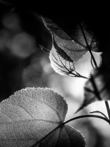 DROUVIN-Photo CREATIF32