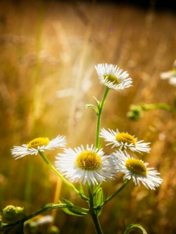 DROUVIN-Photo CREATIF48