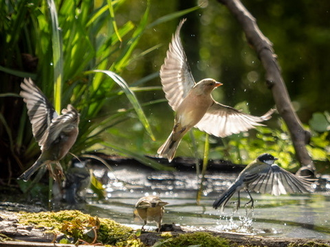 DROUVIN-Photo ECOSYSTEMES3