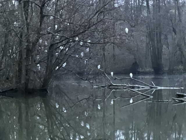 DROUVIN-Photo ECOSYSTEMES6