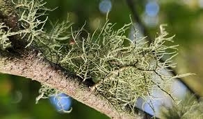 DROUVIN-Photo ECOSYSTEMES7