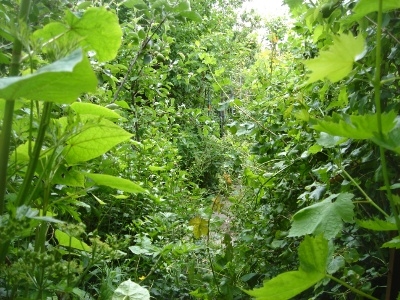DROUVIN-Photo JARDIN REFUGE15