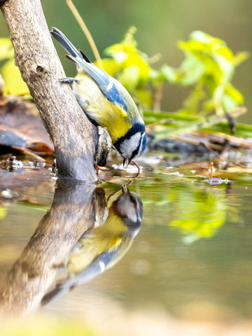 DROUVIN-Photo JARDIN REFUGE6