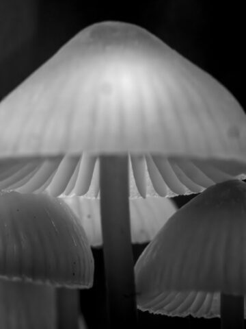 DROUVIN-Photo JOURNEES PHOTO4