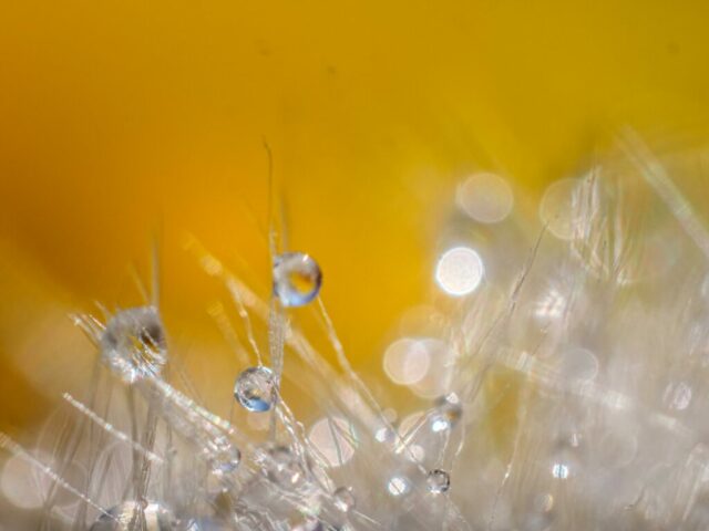 DROUVIN-Photo JOURNEES PHOTO6