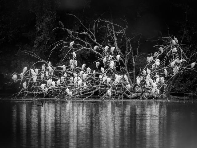 DROUVIN-stages photo animalier Airaines34 (1)